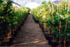 Globe- and espalier- shaped lemons in pot