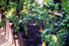 Citrus myrtifolia