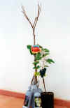 Ready-to-sell stone fruit and grapevine