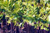 Fruit-bearing citrus plants