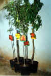 Potted stone fruits