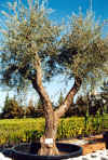 old olives in pots