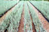Olivaster in growing step